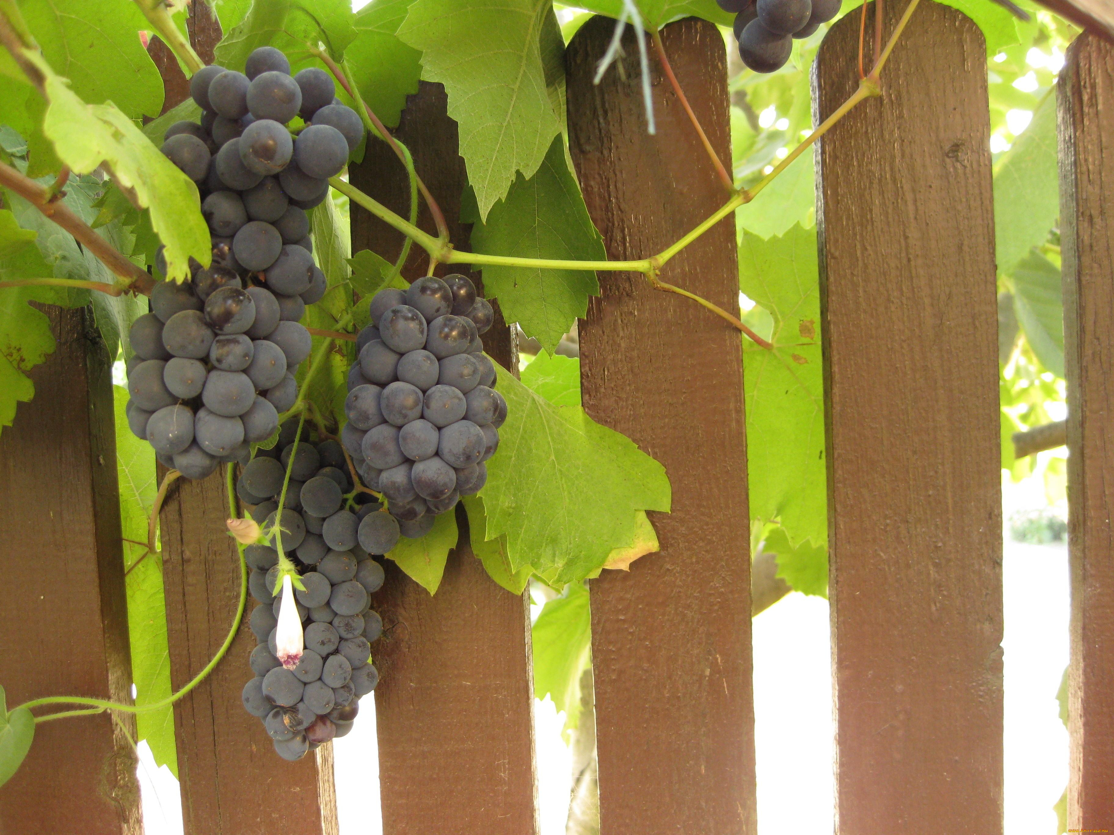 В виде виноградных гроздей. Виноград плетистые сорта. Виноград на заборе. Гроздь винограда. Виноград плетущийся.